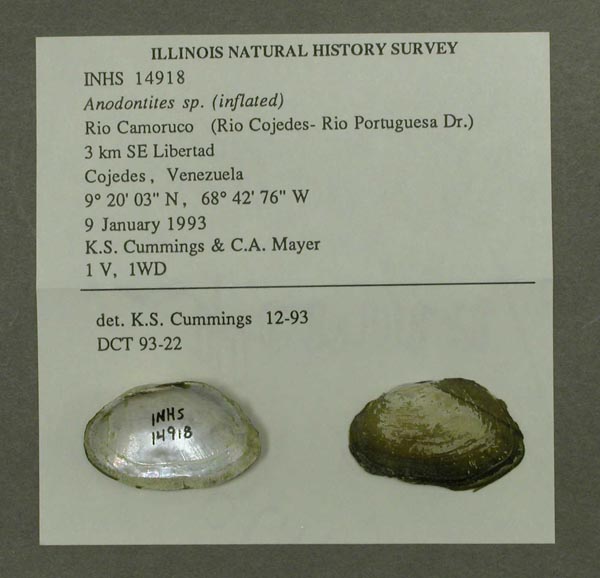 specimen