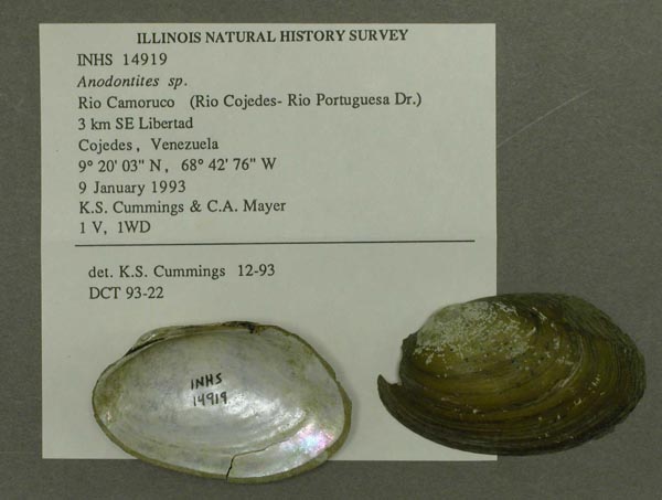 specimen