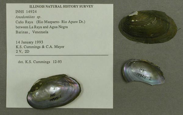 specimen