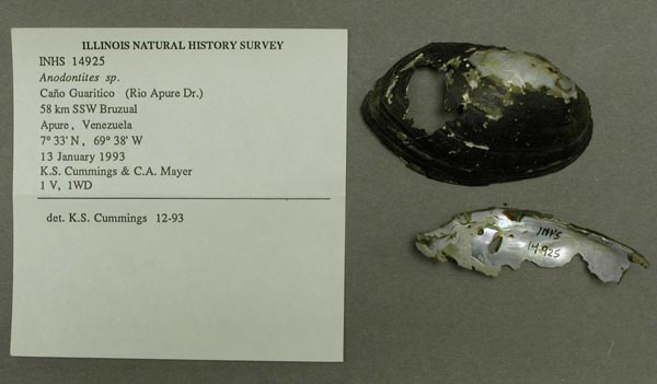 specimen