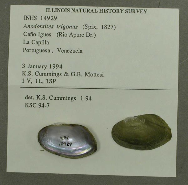 specimen