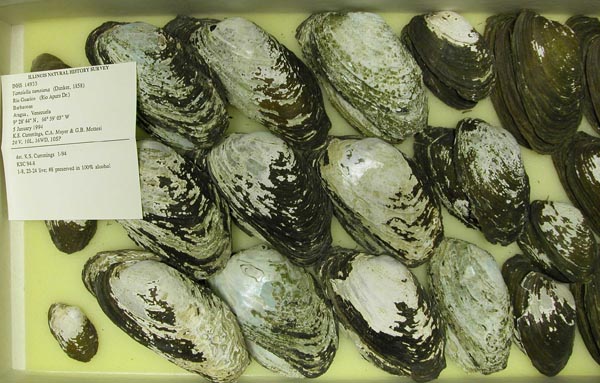 specimen