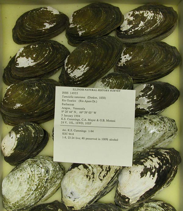 specimen