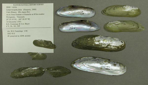 specimen
