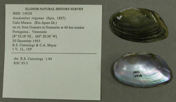 specimen