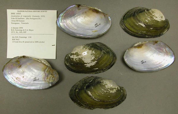 specimen