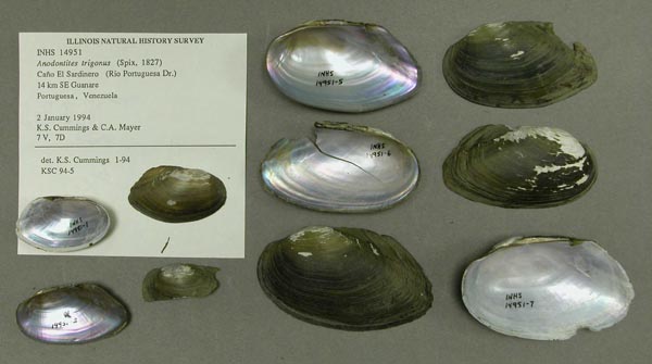 specimen