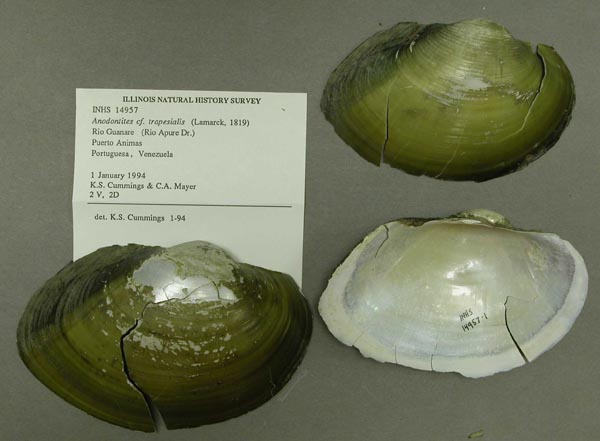 specimen