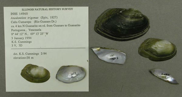 specimen