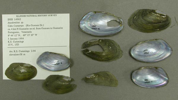 specimen