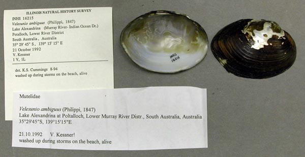 specimen