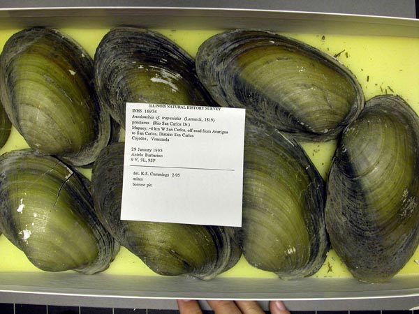 specimen