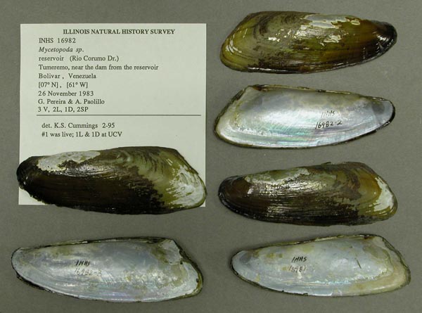 specimen
