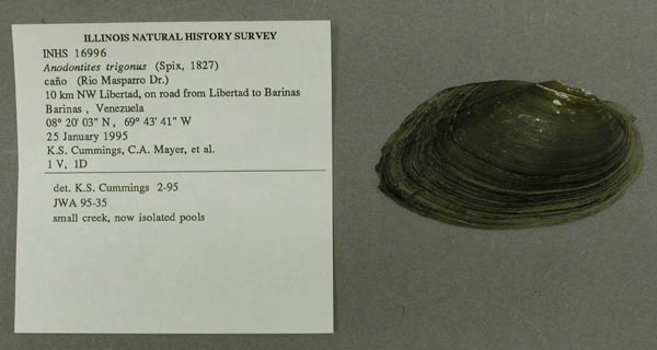 specimen