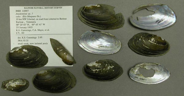 specimen