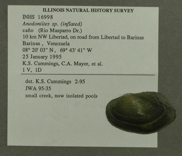 specimen