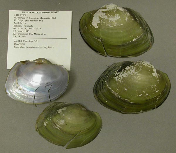 specimen