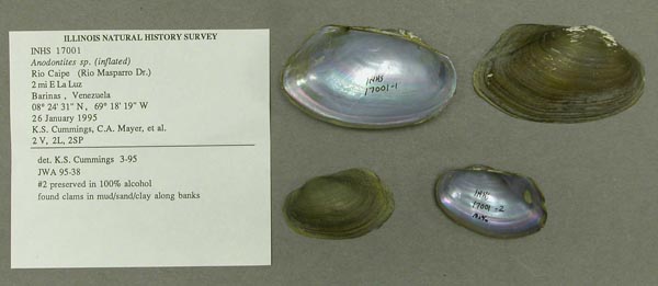 specimen