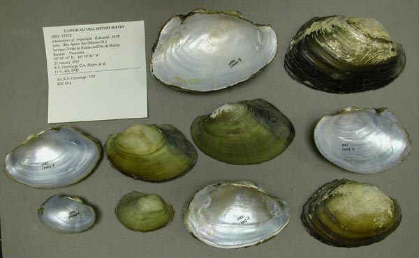 specimen
