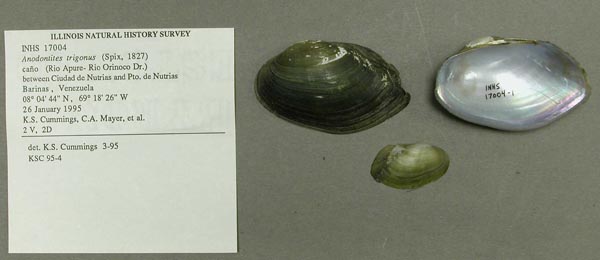 specimen