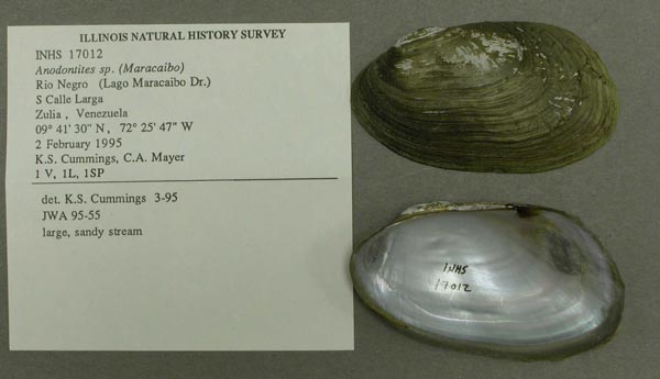 specimen