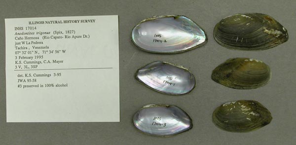 specimen