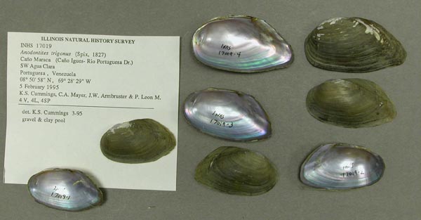 specimen