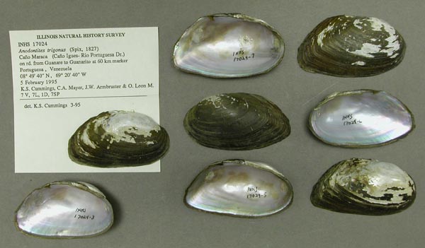 specimen