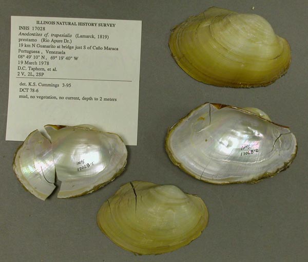 specimen