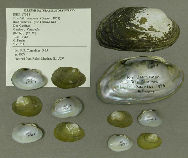 specimen