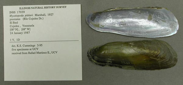 specimen