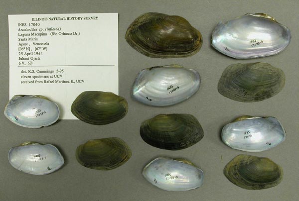 specimen