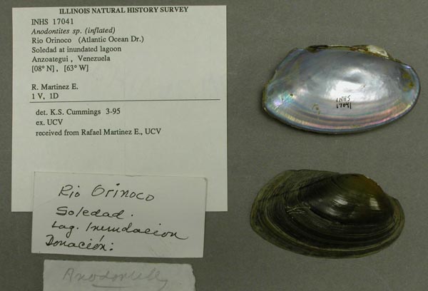 specimen