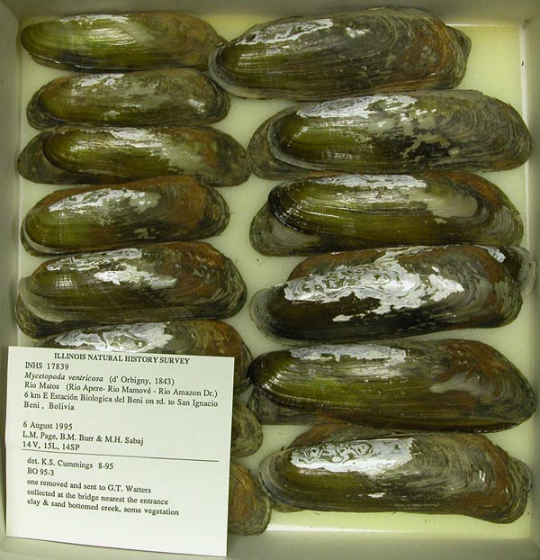 specimen