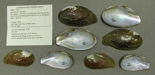specimen