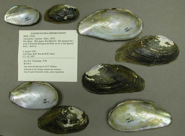 specimen
