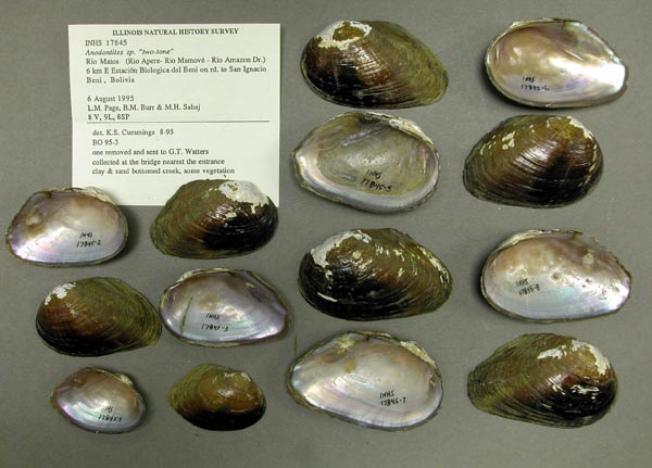 specimen