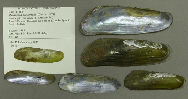 specimen