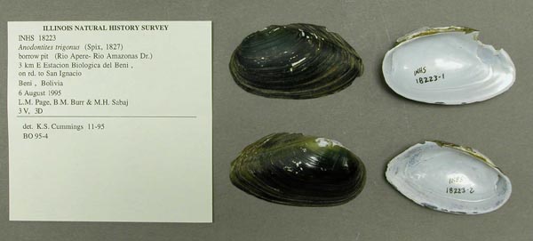 specimen