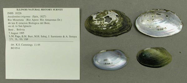 specimen
