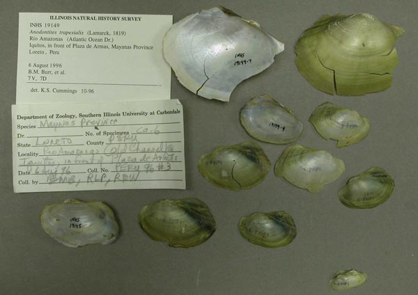 specimen