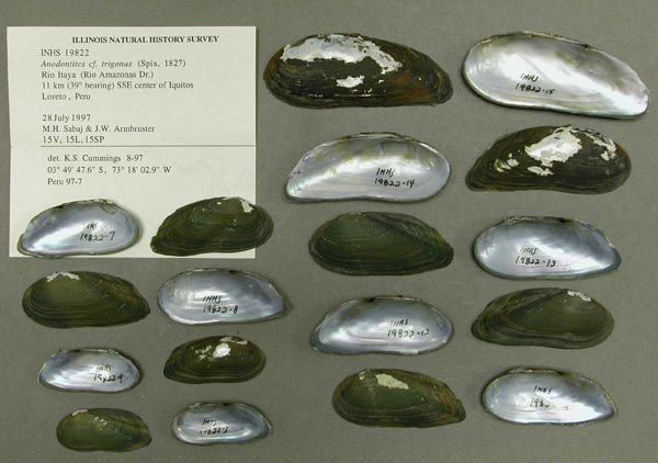 specimen