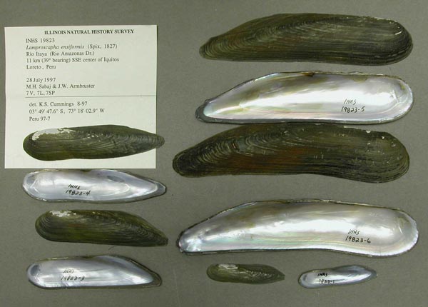 specimen
