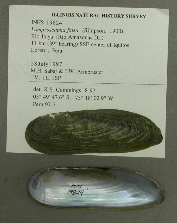 specimen