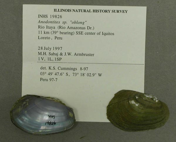 specimen