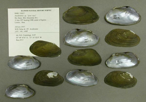 specimen