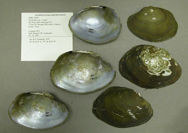 specimen