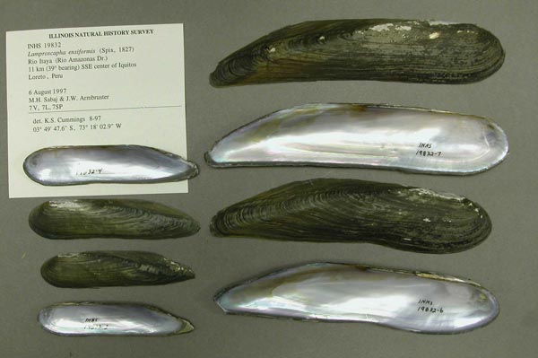 specimen