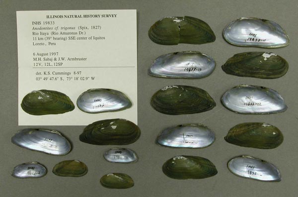 specimen