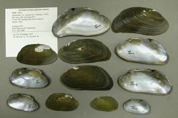 specimen